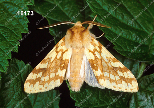Spotted Tussock Moth (Lophocampa maculata)
